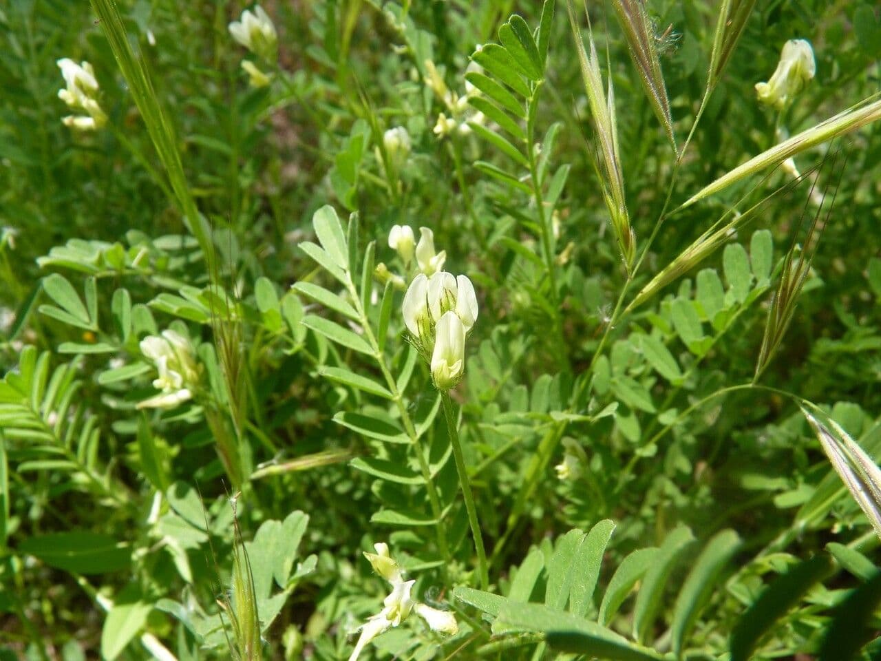 Astragalus hamosus 25