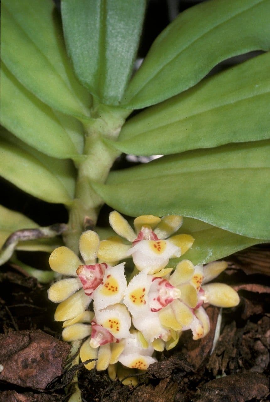 Gastrochilus 2