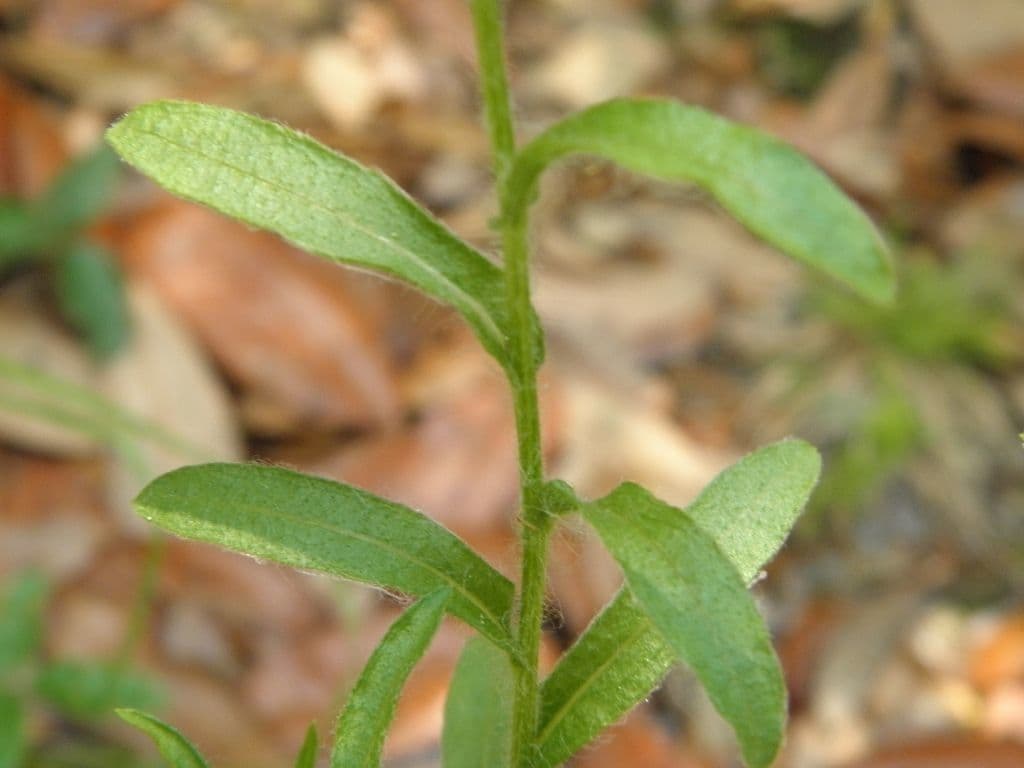 Chrysopsis 7