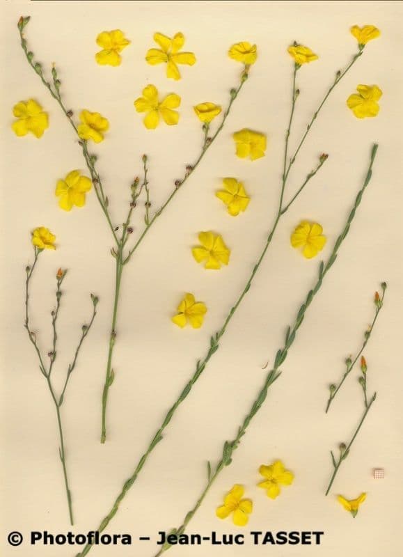 Lino di mare 11