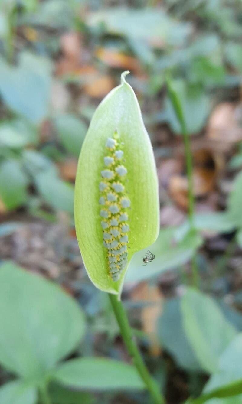 Spathicarpa 2