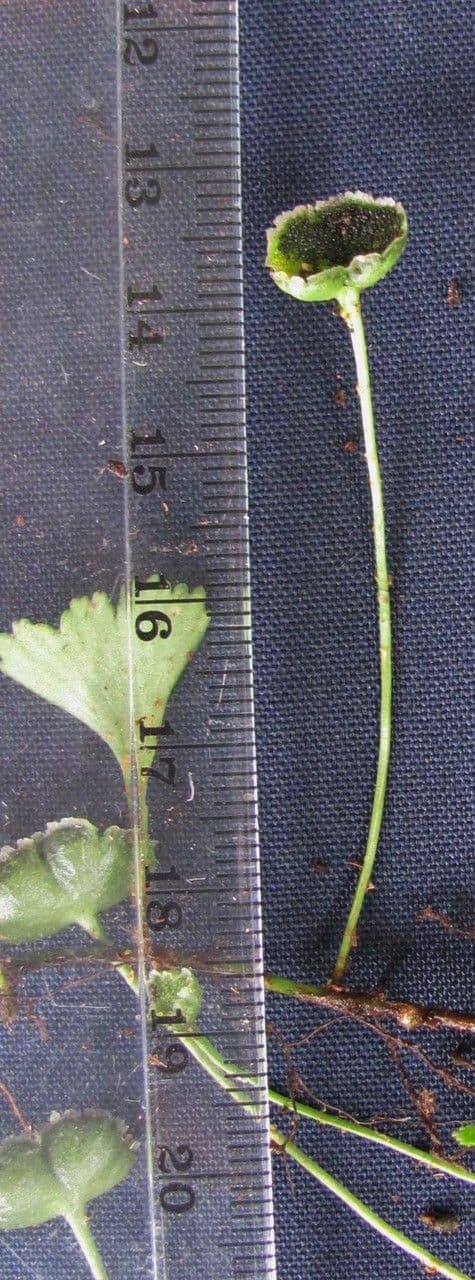 Elaphoglossum peltatum 16