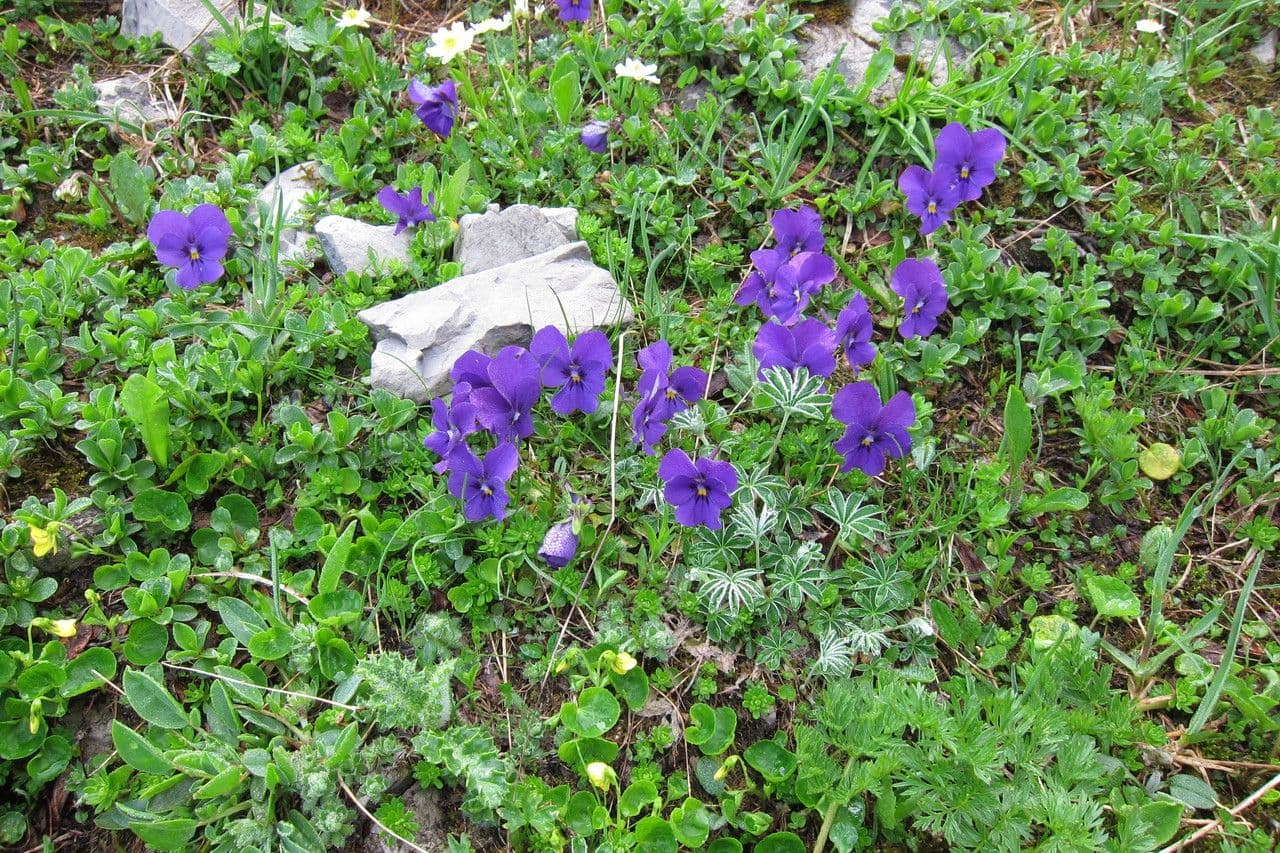 Viola con sperone 4
