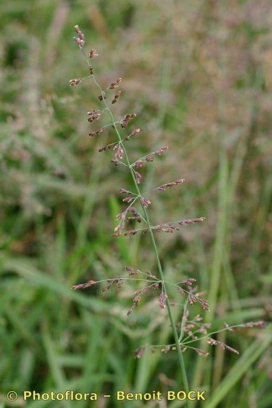 Quellgras 4