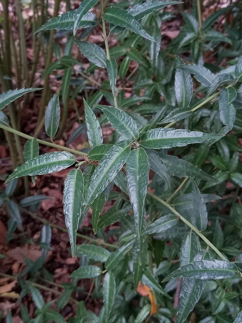 Helwingia himalayana 3