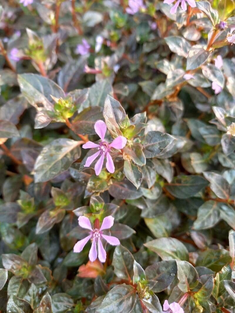 Cuphea strigulosa 4