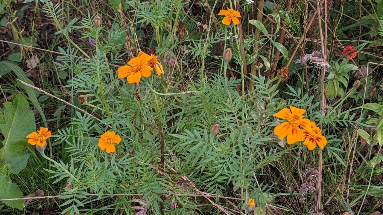 Schmalblättrige Studentenblume 10