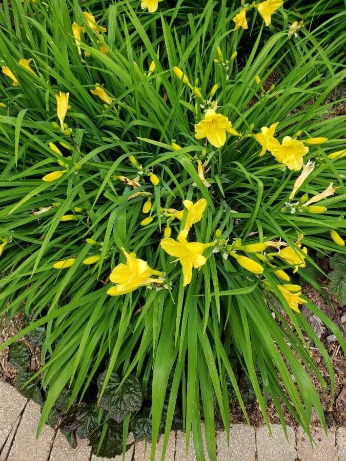 Hemerocallis minor 14