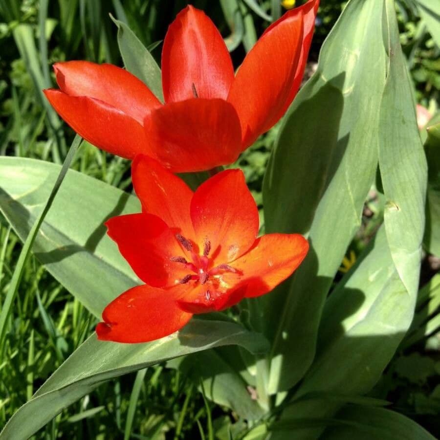 Tulipano 7