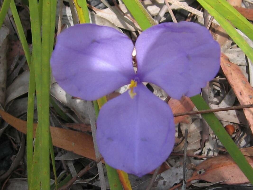 Patersonia