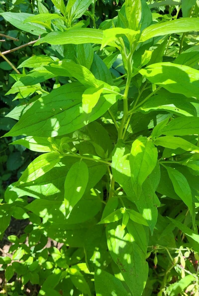 Hackelia virginiana 14
