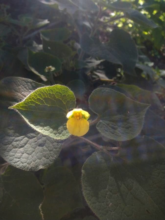 Saruma 2