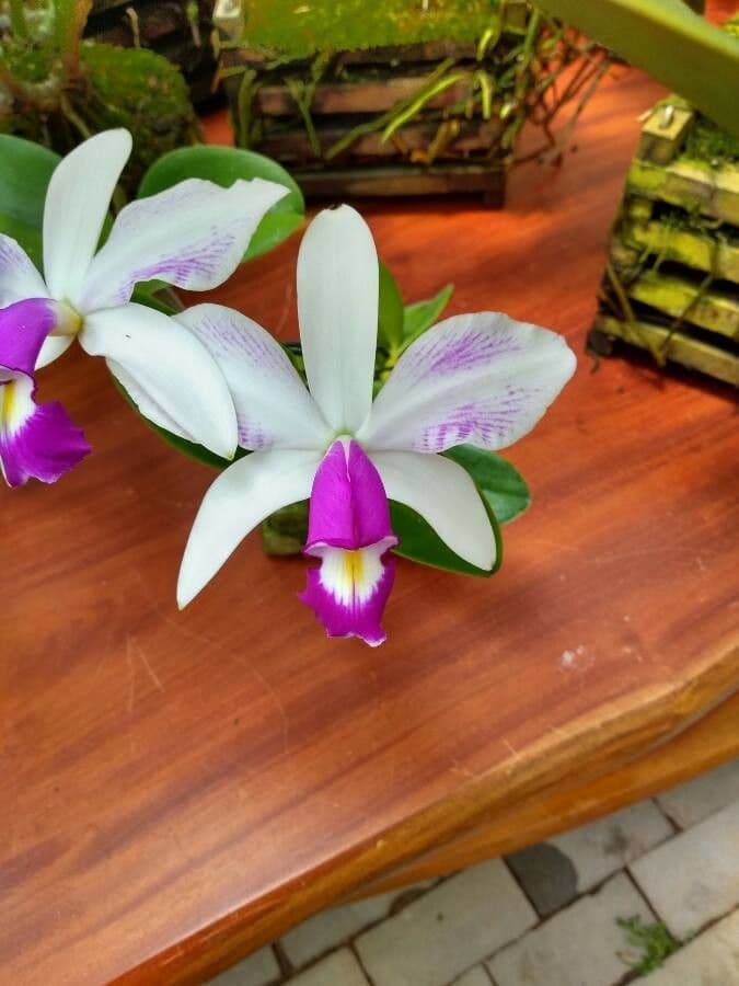 Cattleya viola 4