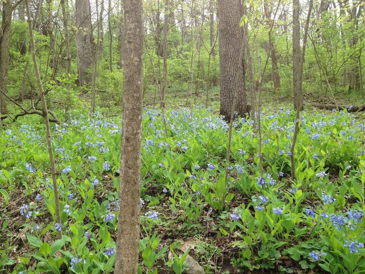 Virginisches Blauglöckchen 9