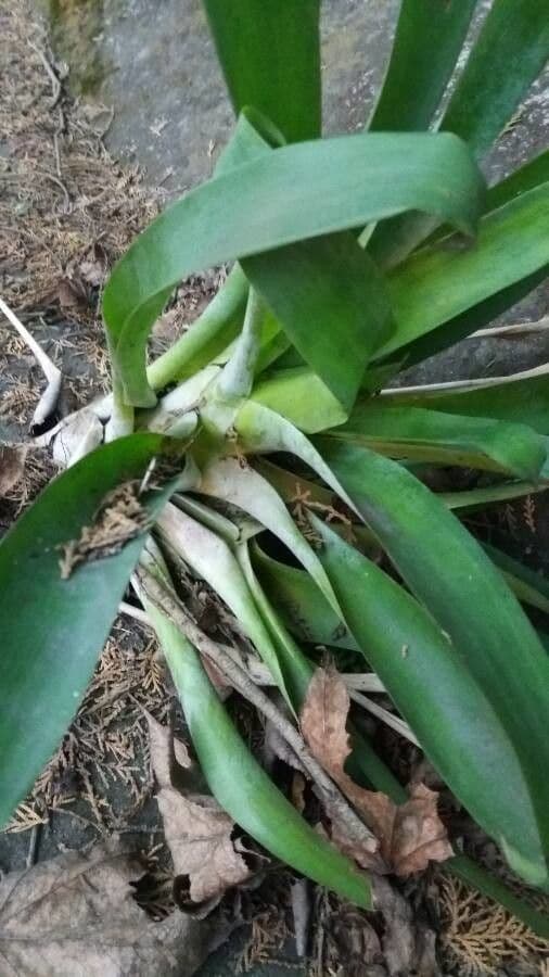 Aechmea 18