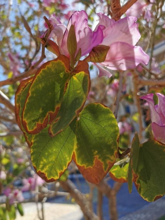 Bauhinia variegata 19
