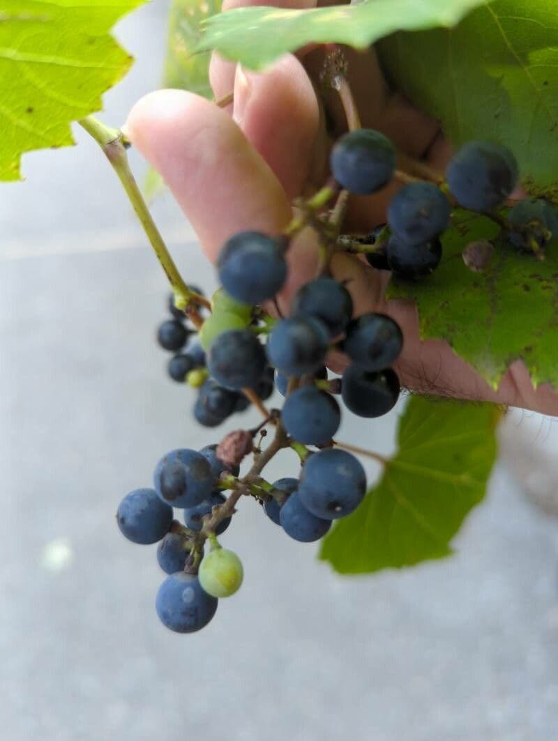 Fuchs-Weinrebe