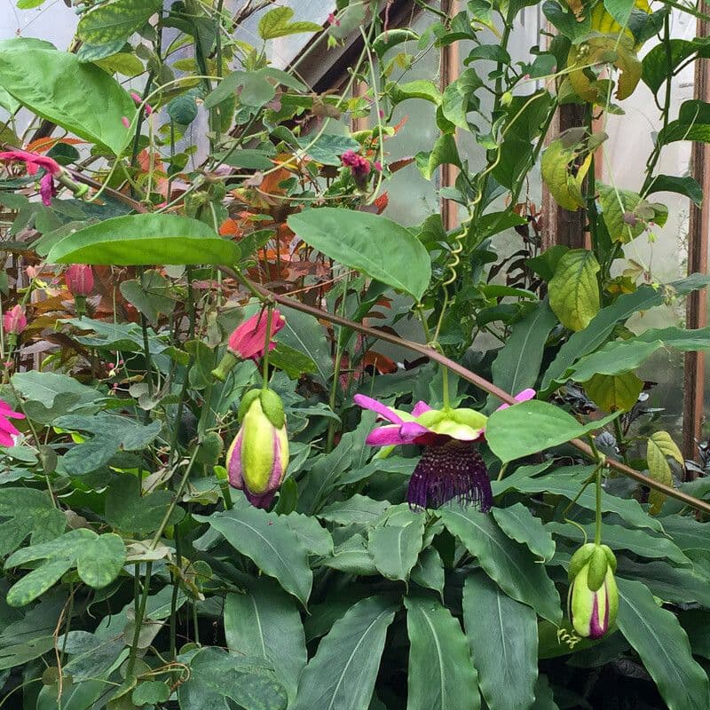 Passiflora ambigua 15