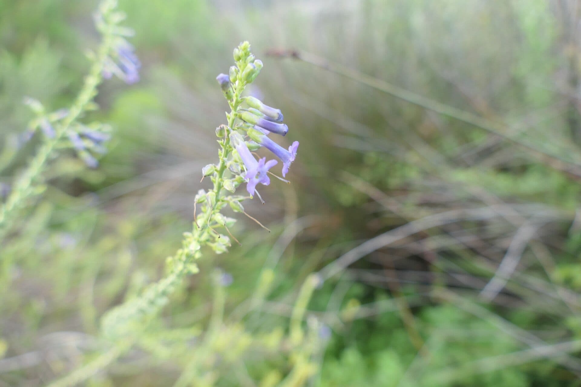 Freylinia