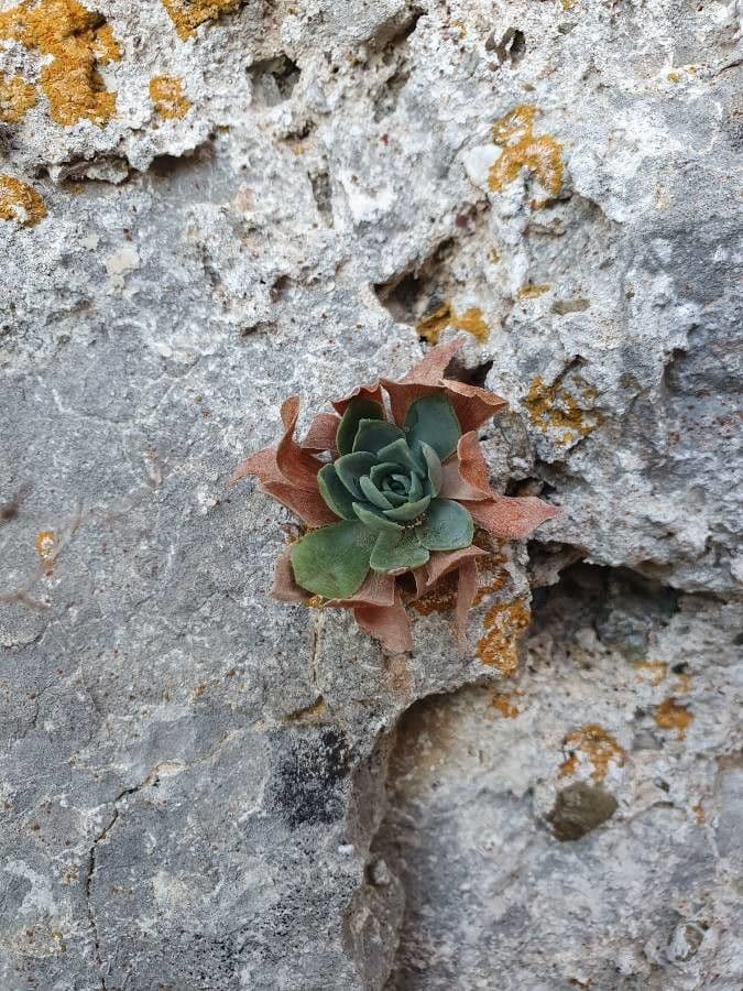 Rosularia