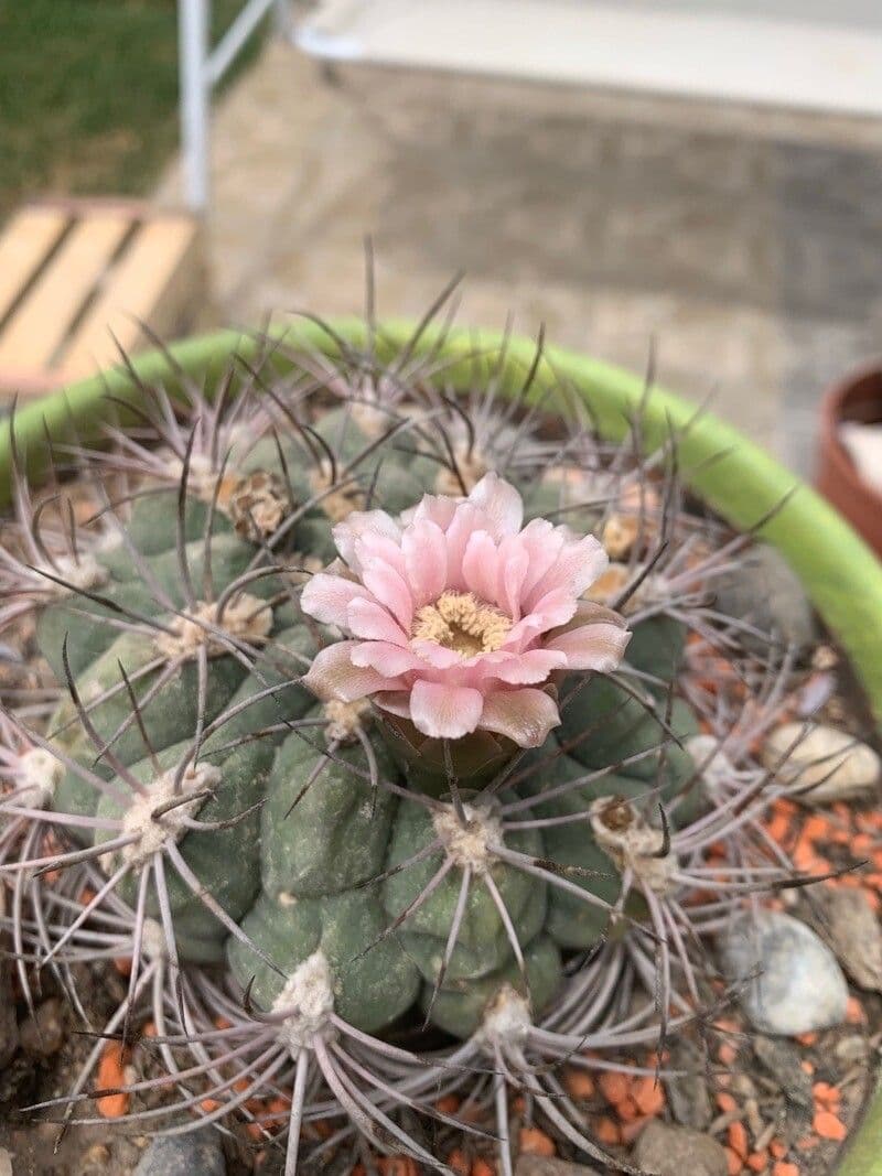 Cactus 7