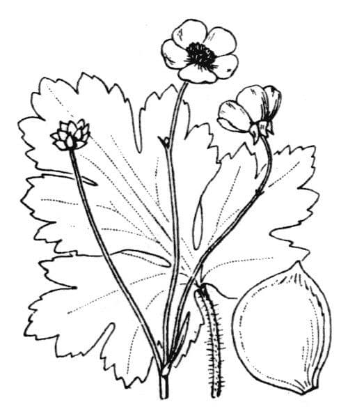 Ranuncolo 9