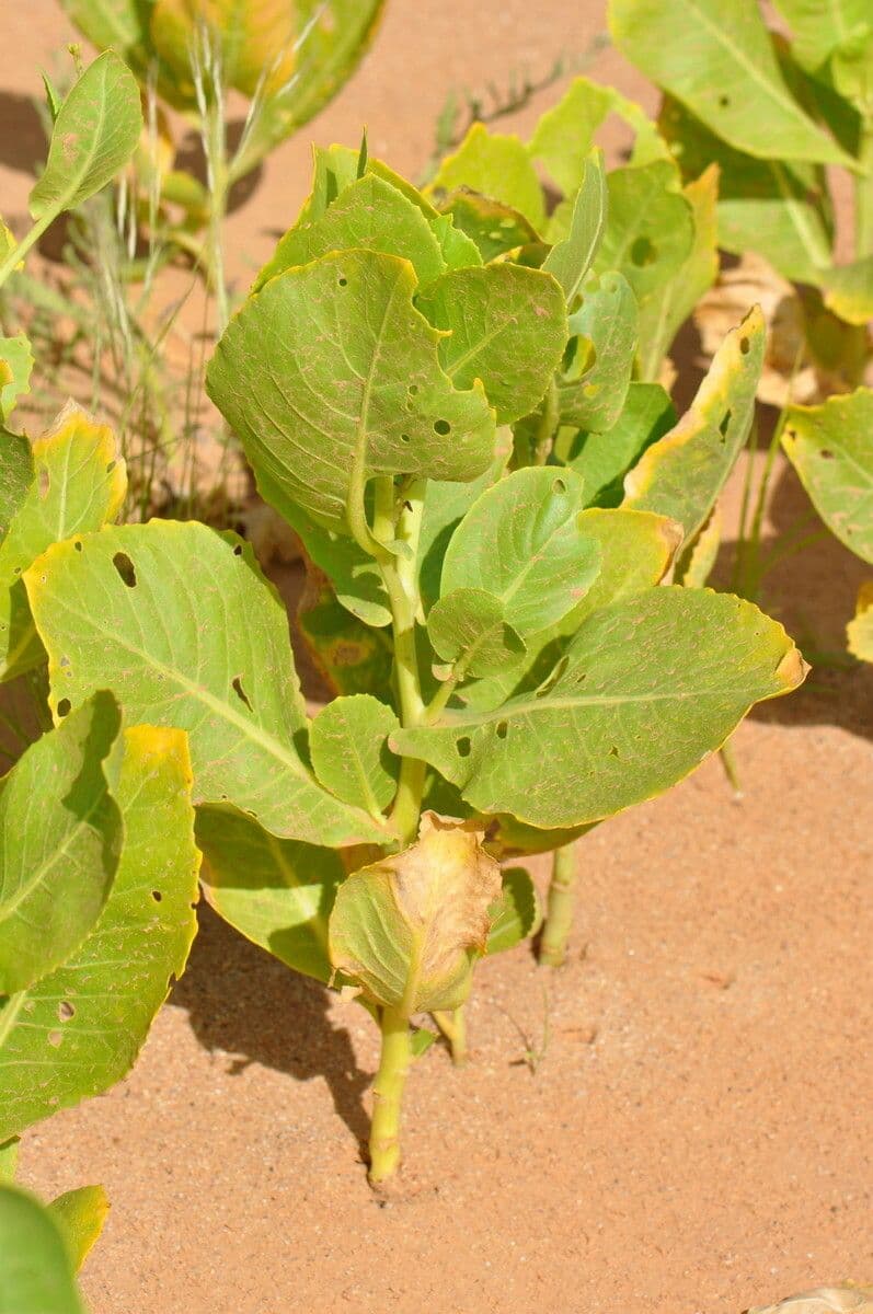 Schouwia 9