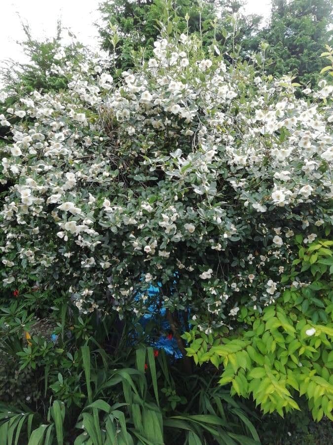 Eucryphia 12