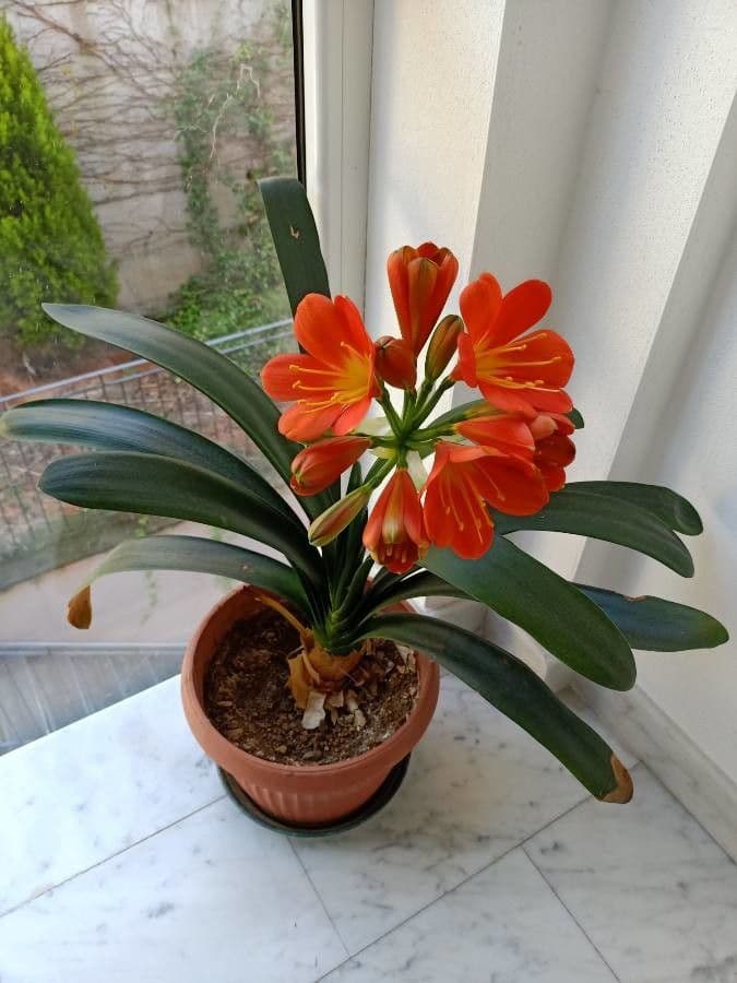 Clivia 14
