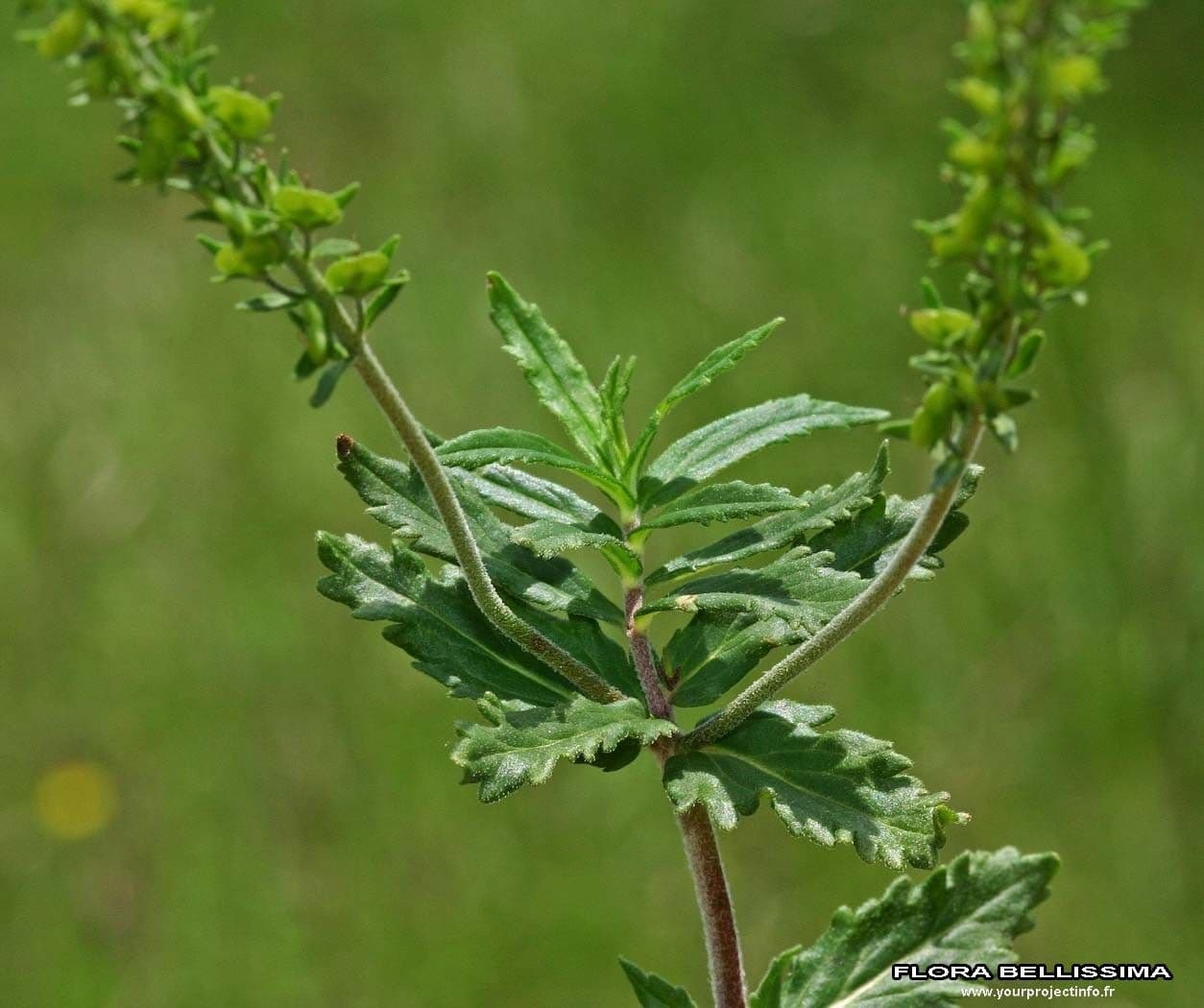Veronica prostrata 23
