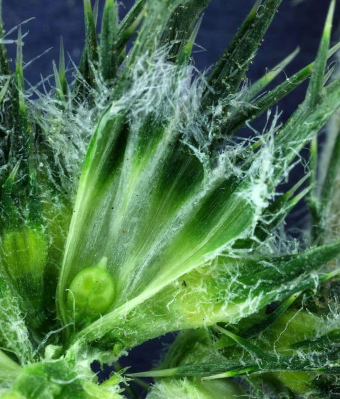 Needleleaf navarretia 3