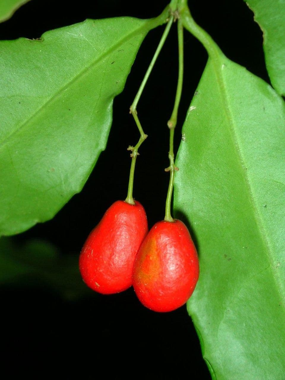 Crossopetalum