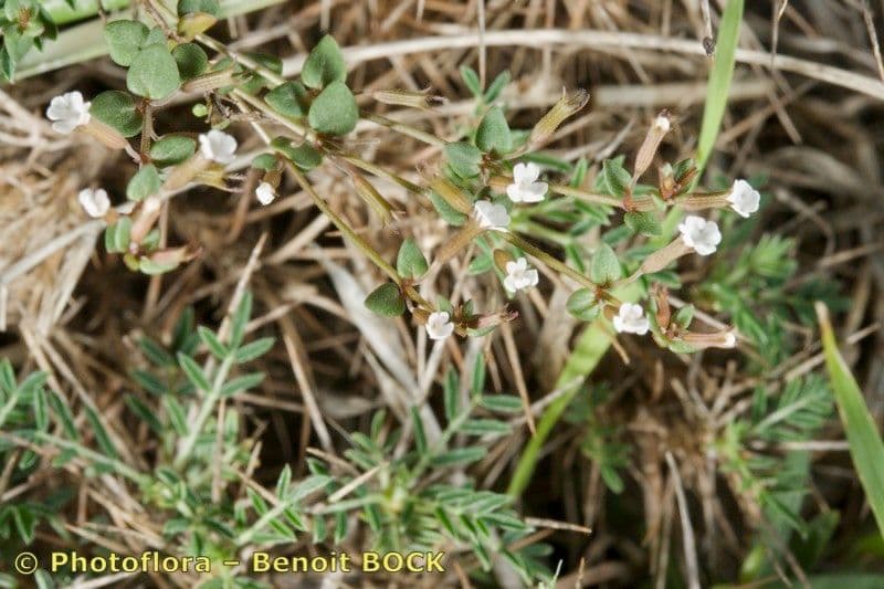 Micromeria 2
