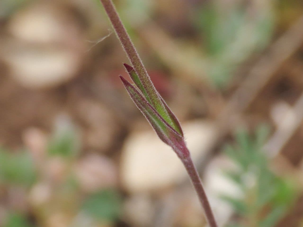 Silene conica 20