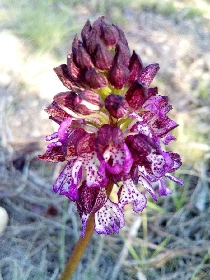 Orchide maggiore 6