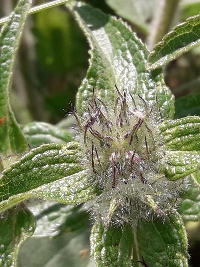 Chamenerium 4