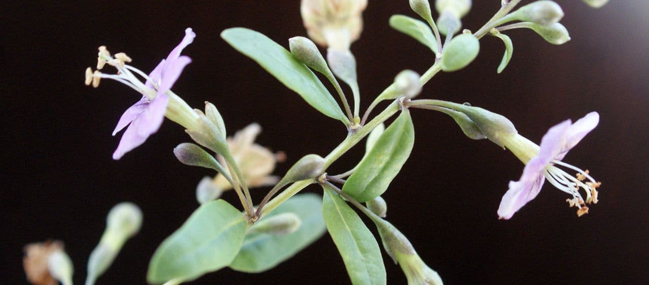 Licium europeo 11