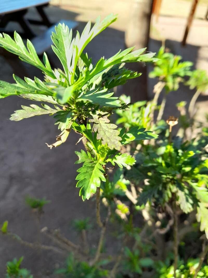 Gold-Euryops 15