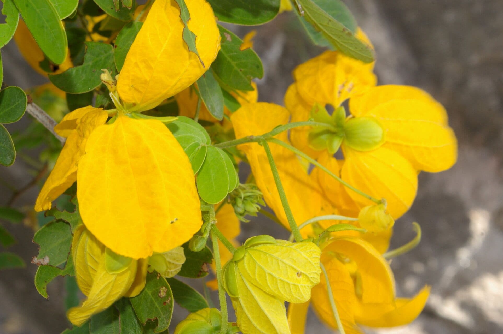 Senna 8