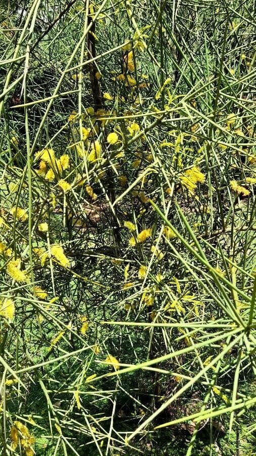 Mesquite 6