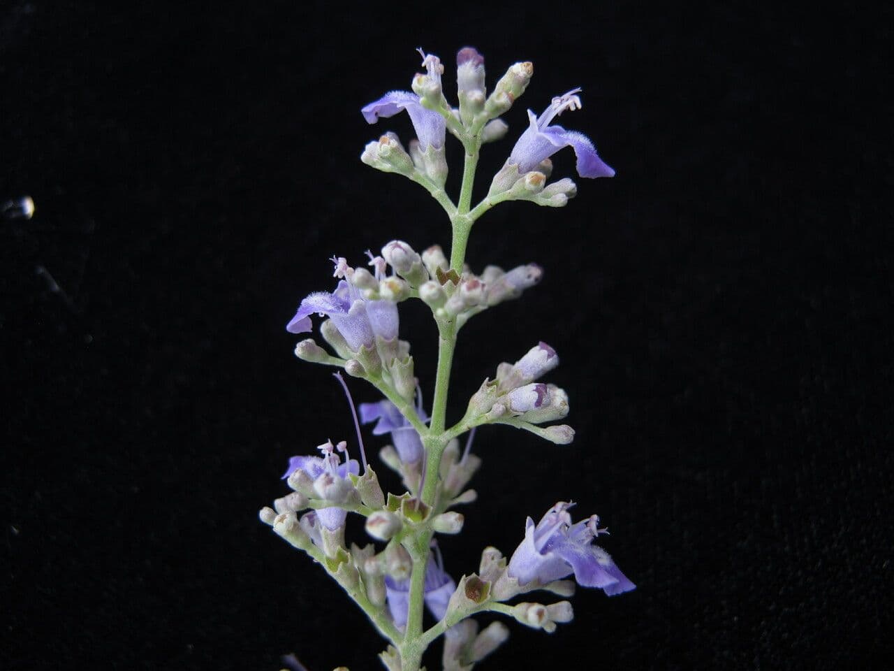 Vitex 9