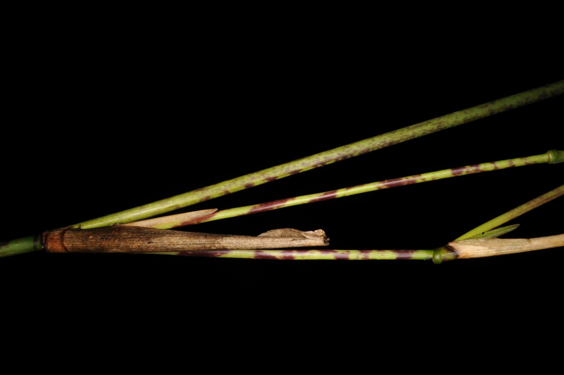 Olyra latifolia 17