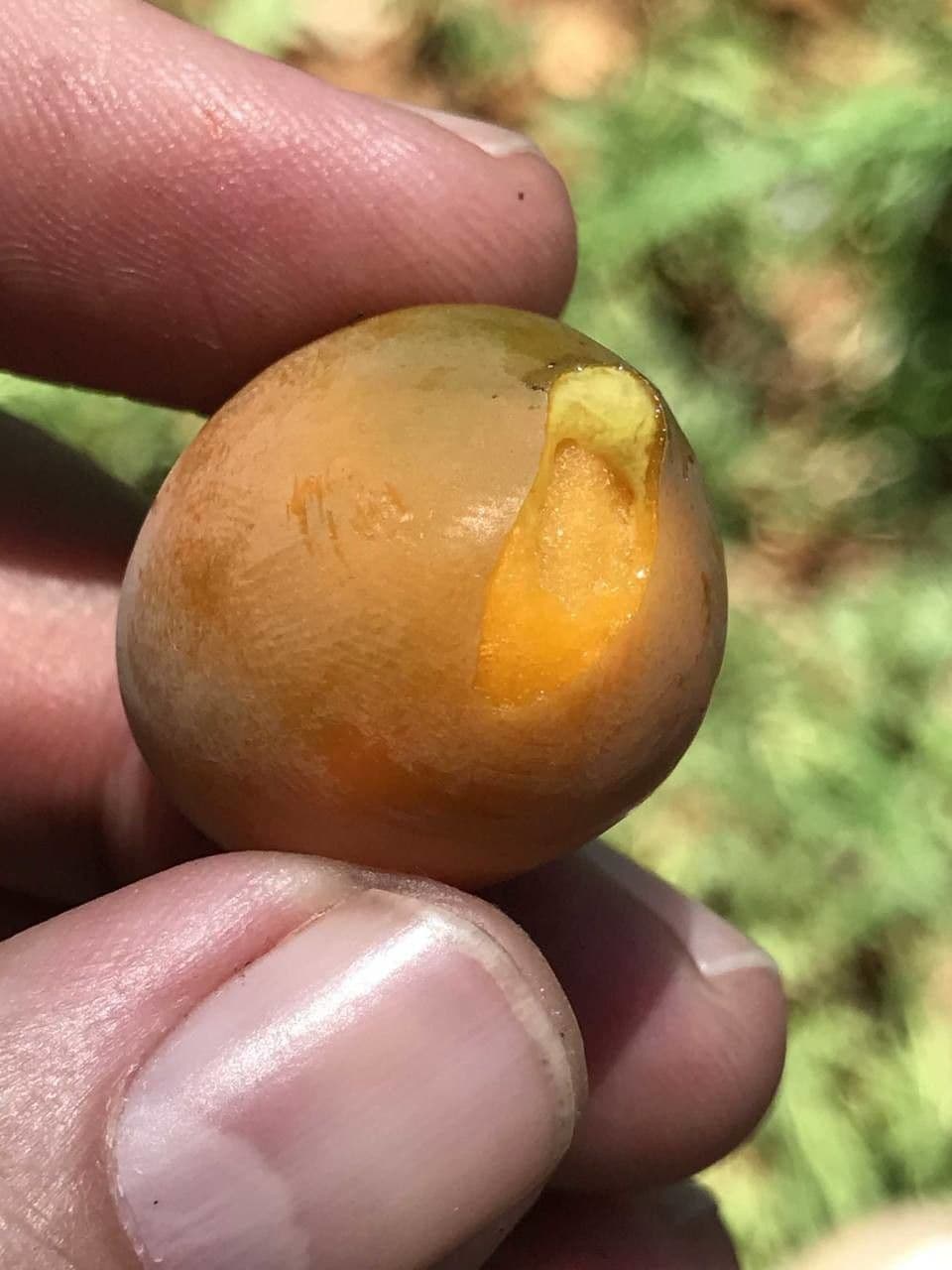 Garcinia livingstonei 3