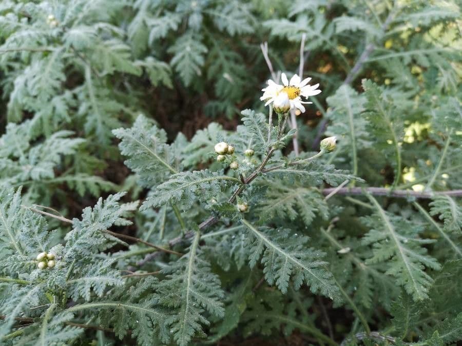 Argyranthemum 7
