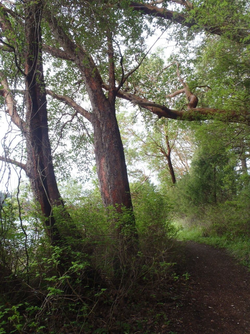 Arbutus menziesii 14