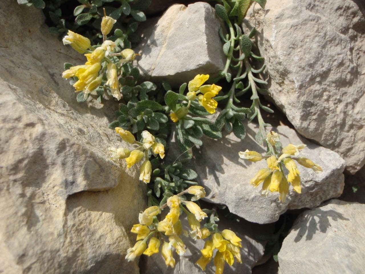Alysse cunéiforme 11
