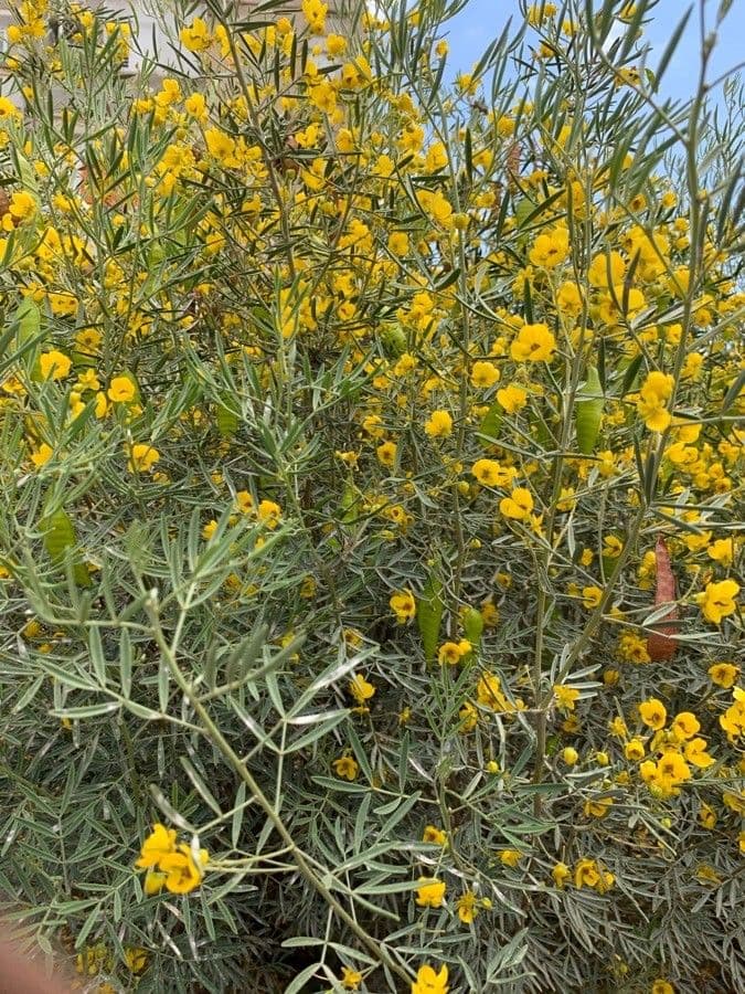 Senna 12