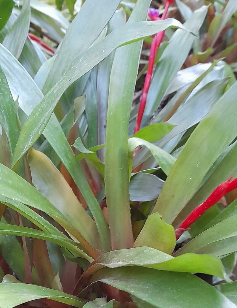Aechmea 12