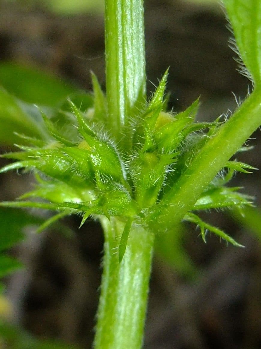 Ortiga gialla 21