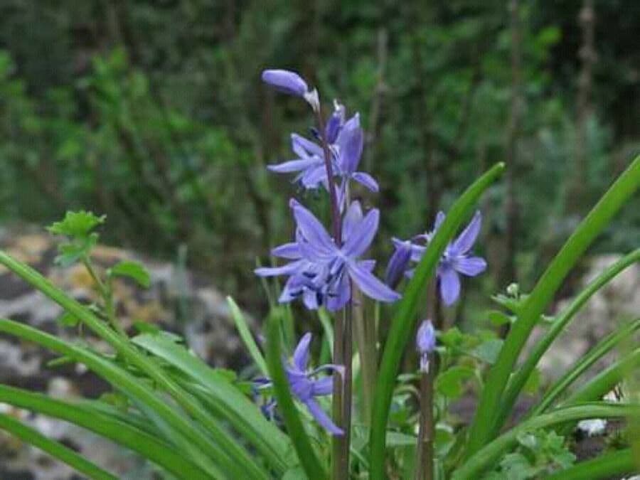 Veverkovica 6